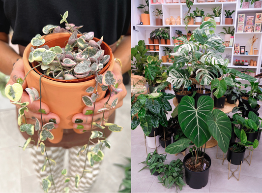 Honolulu Magazine: Style Scoop, These Are the Trendiest Houseplants in Honolulu