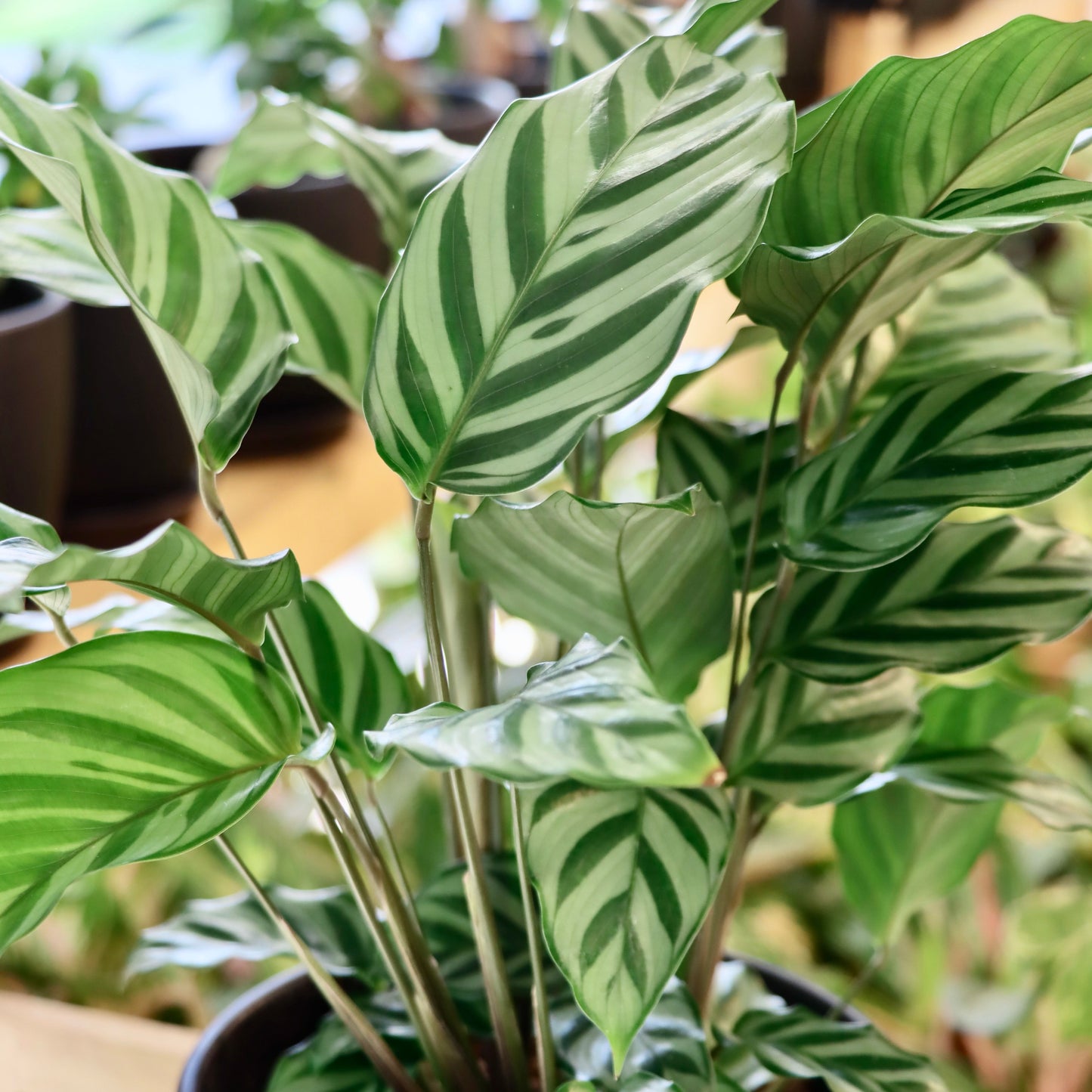 Calathea concinna 'Freddie'