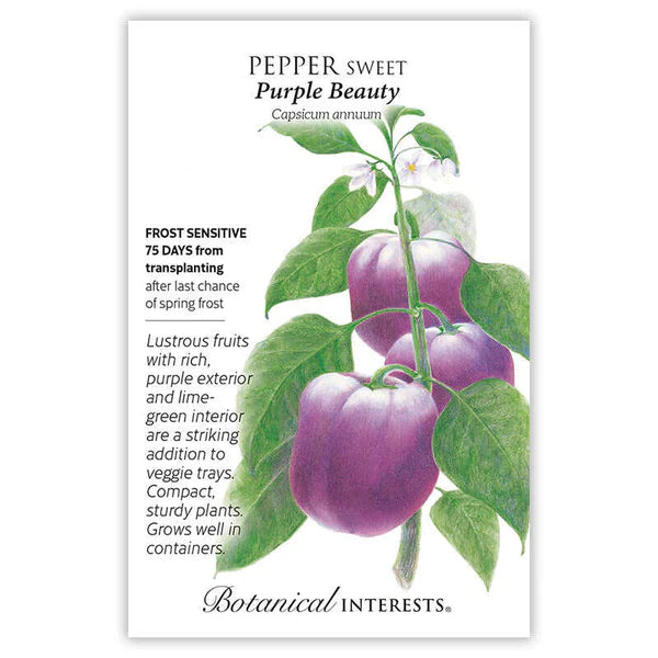 Sweet Pepper seeds, "Purple"