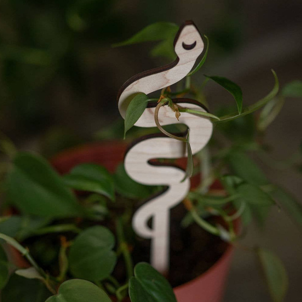 Snake Plant Trellis