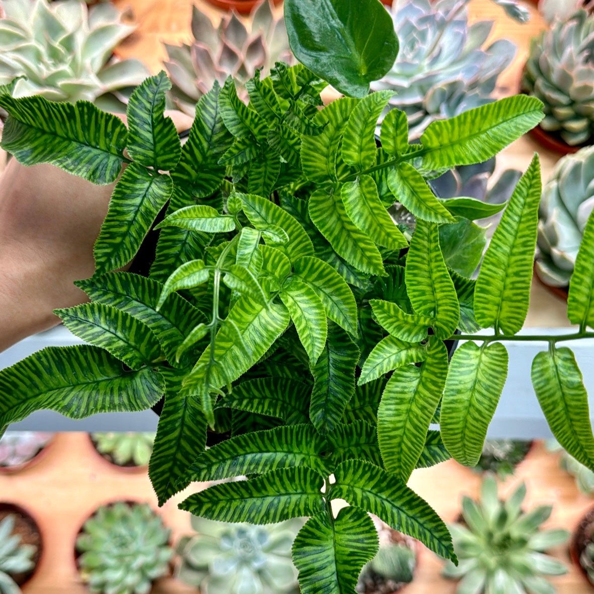 Coniogramme emeiensis, "Golden Zebra Fern"