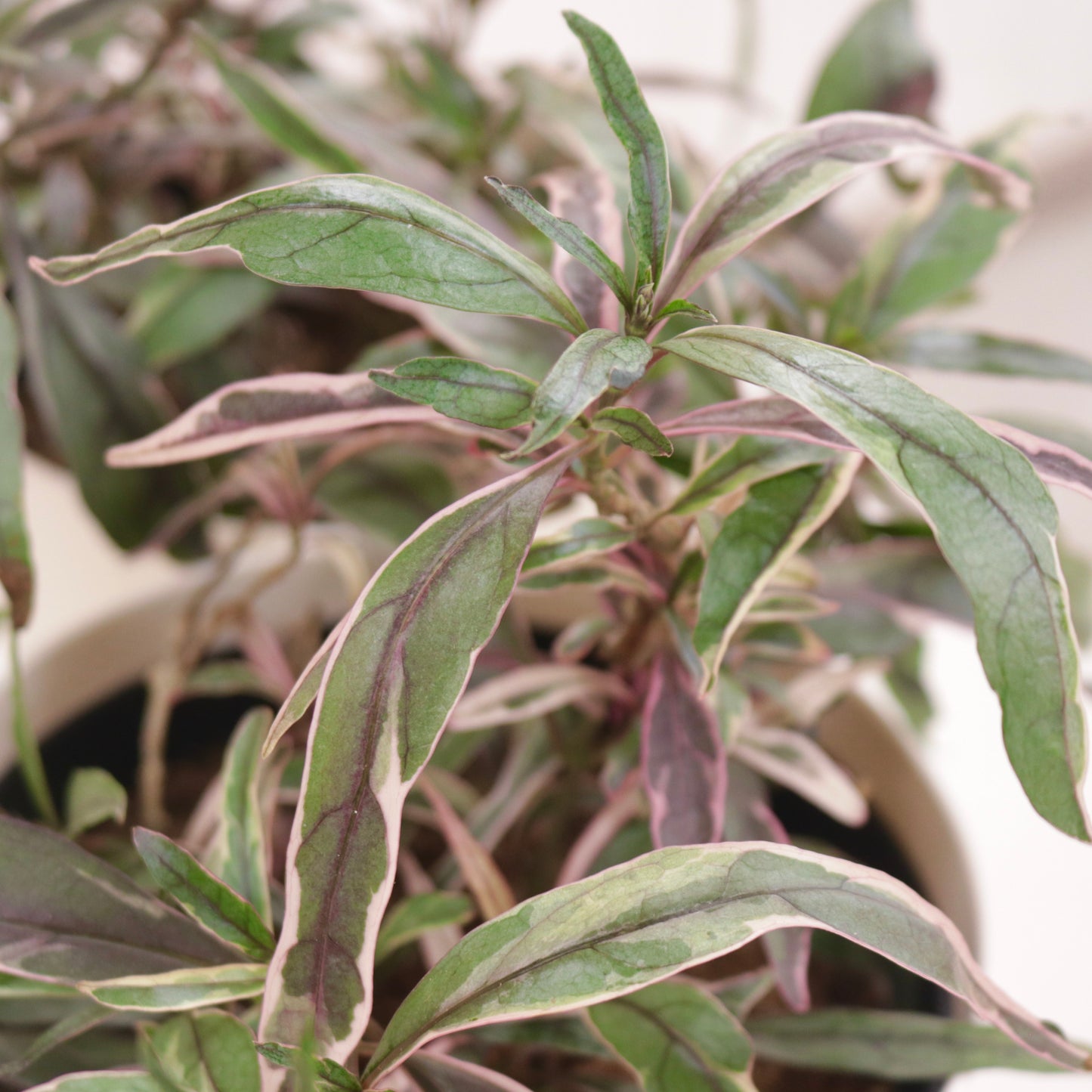 Pseuderanthemum, "Shooting Star"