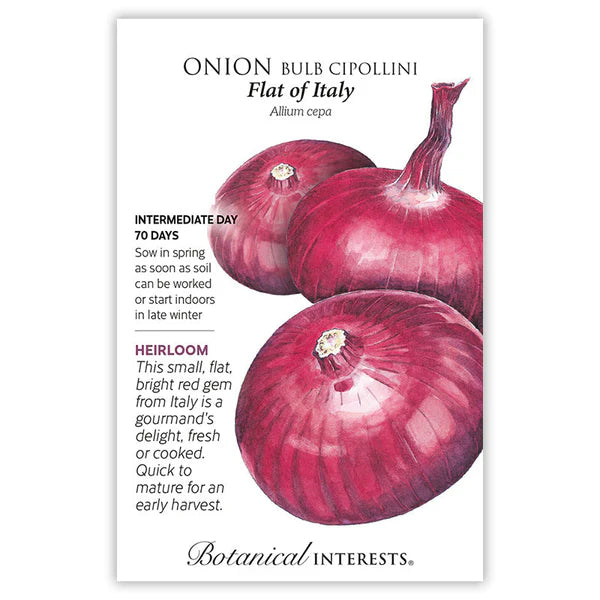 Onion Bulb seeds, "Red Flat of Italy"