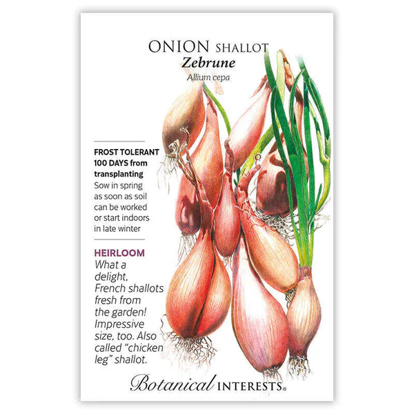 Onion Shallot seeds, "Zebrune"