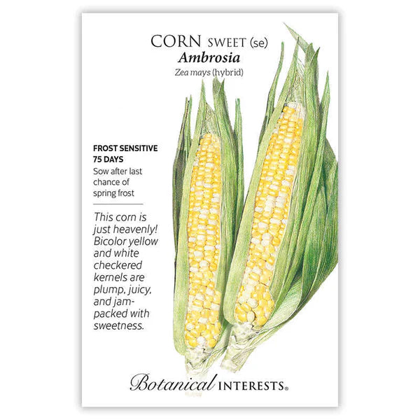 Corn Sweet seeds, "Bicolor Ambrosia Hybrid"