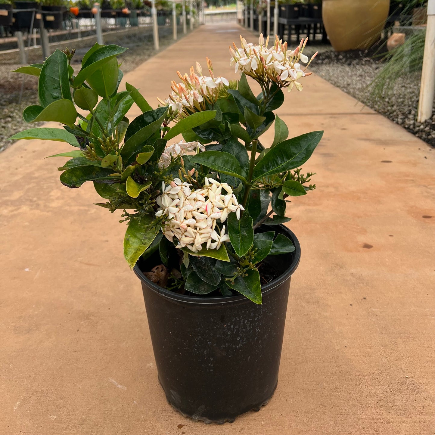 Ixora coccinea, Assorted