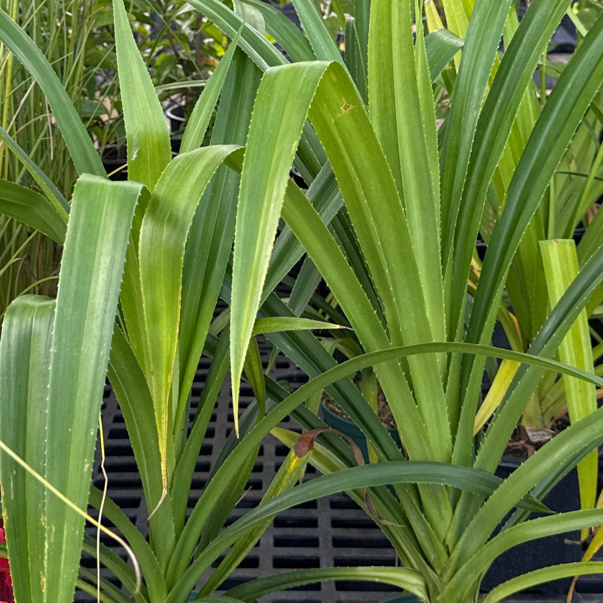 Pandanus tectorius, Hala
