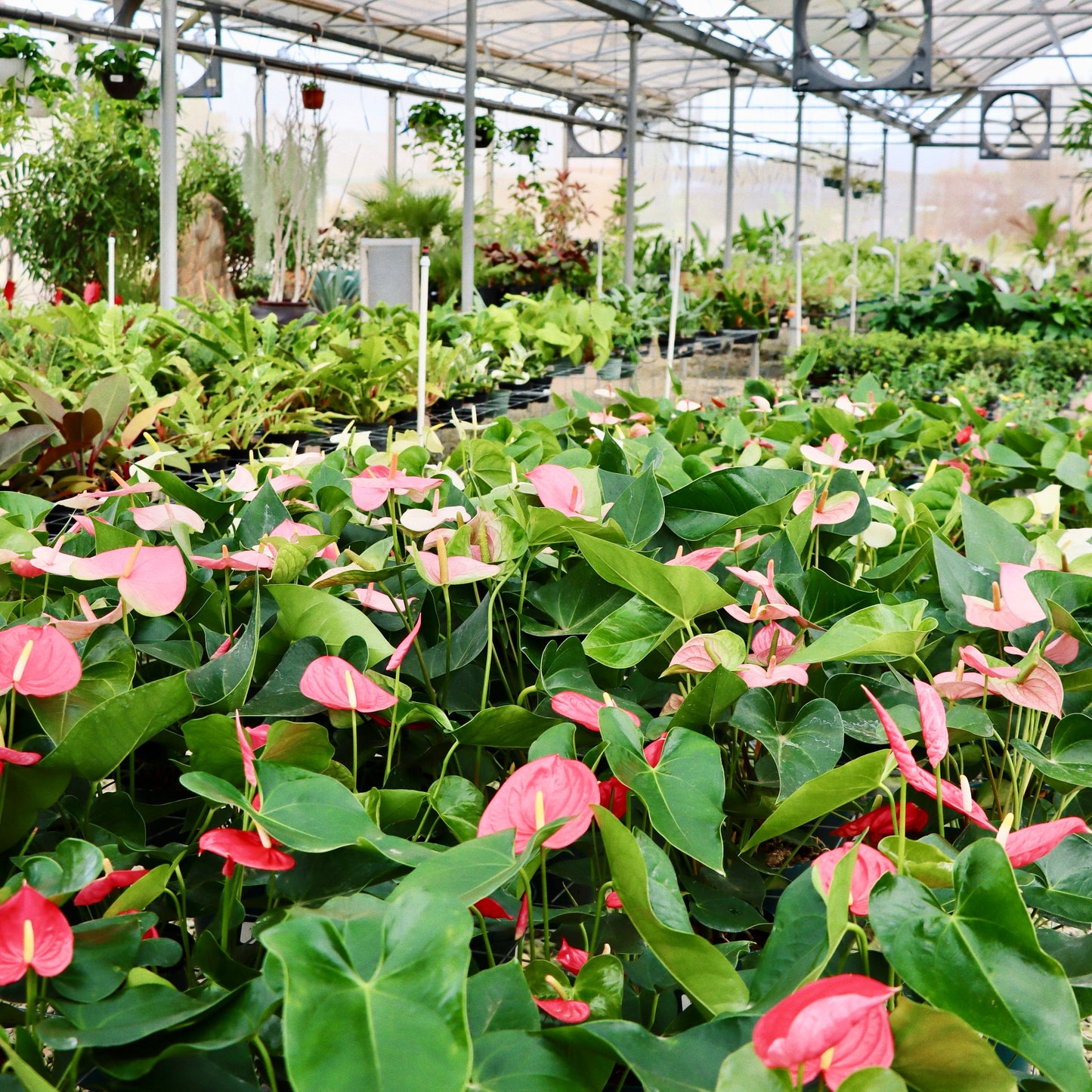 Anthurium, "Royal Pink Champion"