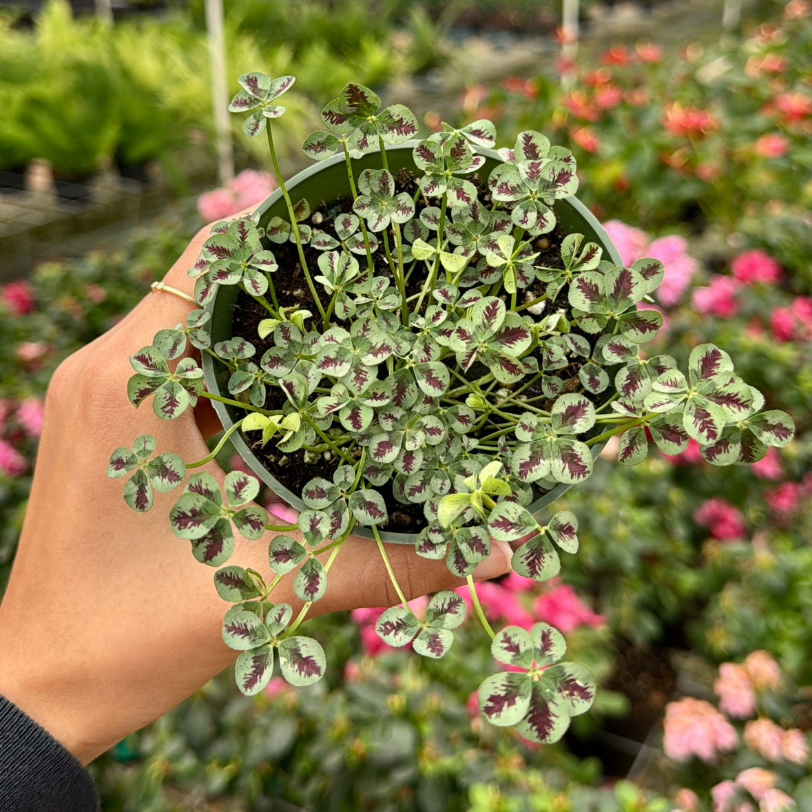 Trifolium 4 luck "Shamrock Clover"