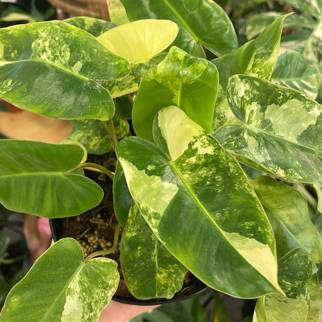 Variegated Philodendron Burle Marx