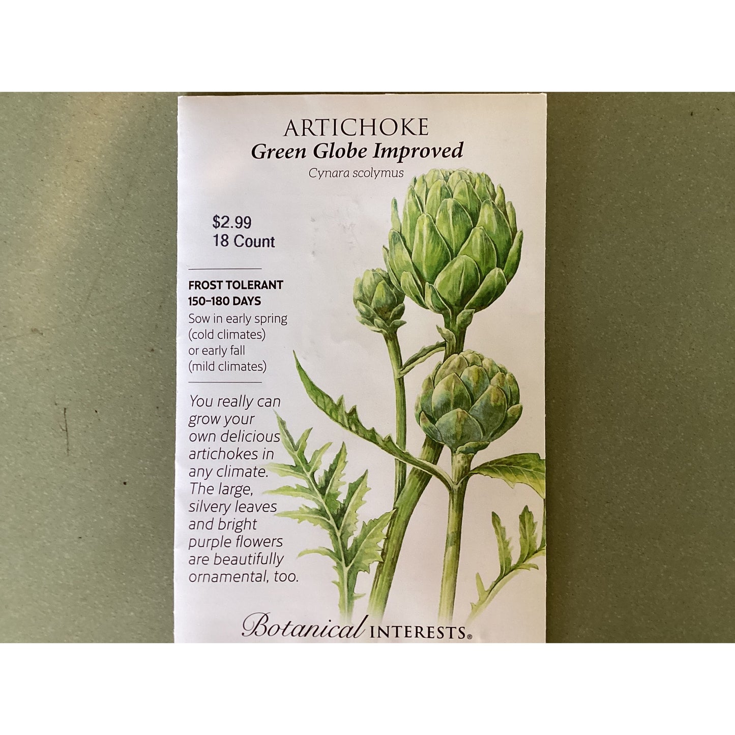 Artichoke, “Green Globe Improved”, Seeds