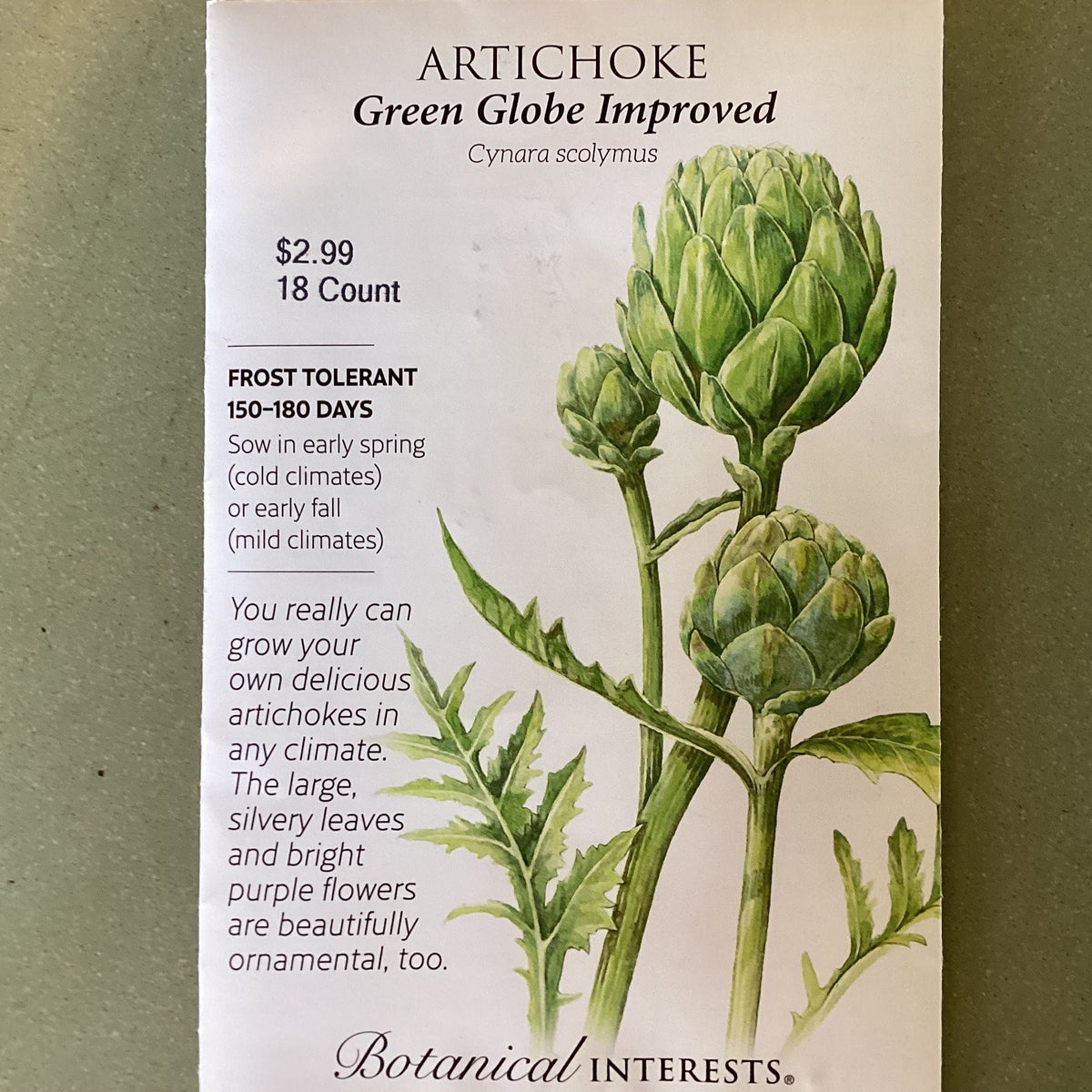 Artichoke seeds Green Globe Improved'