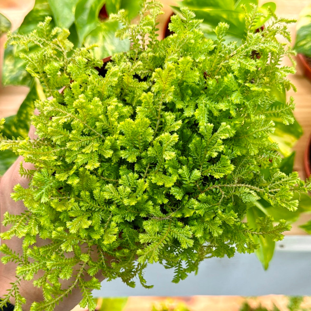 Selaginella kraussiana 'Aurea', "Golden Spikemoss"