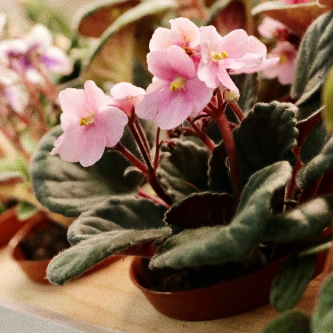 Saintpaulia ionantha, "African Violets"