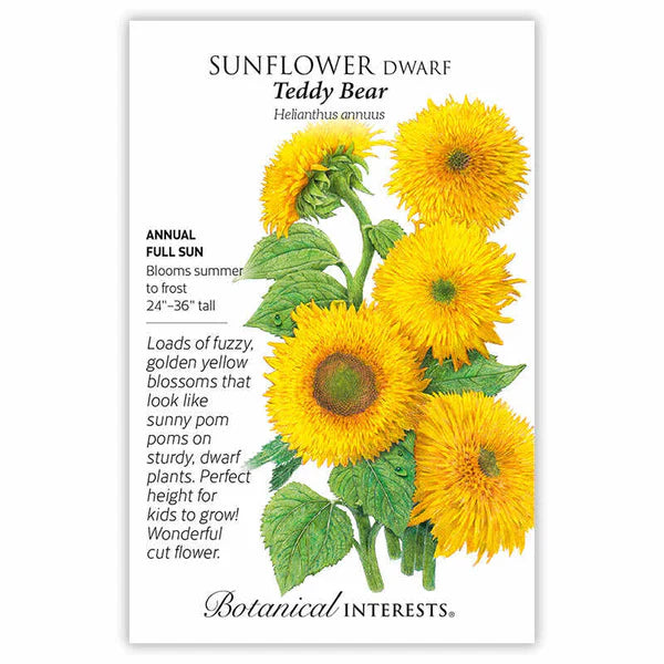 Sunflower seeds, "Dwarf Teddy Bear"