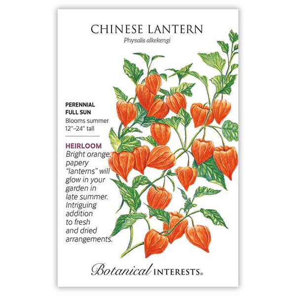 Chinese Lantern seeds