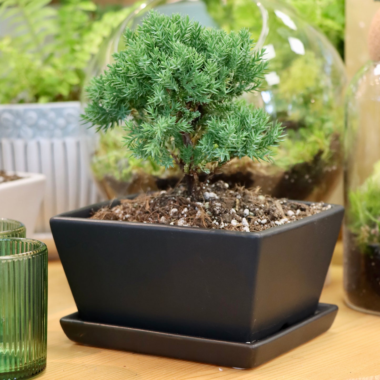 Juniperus procumbens 'Nana Juniper'