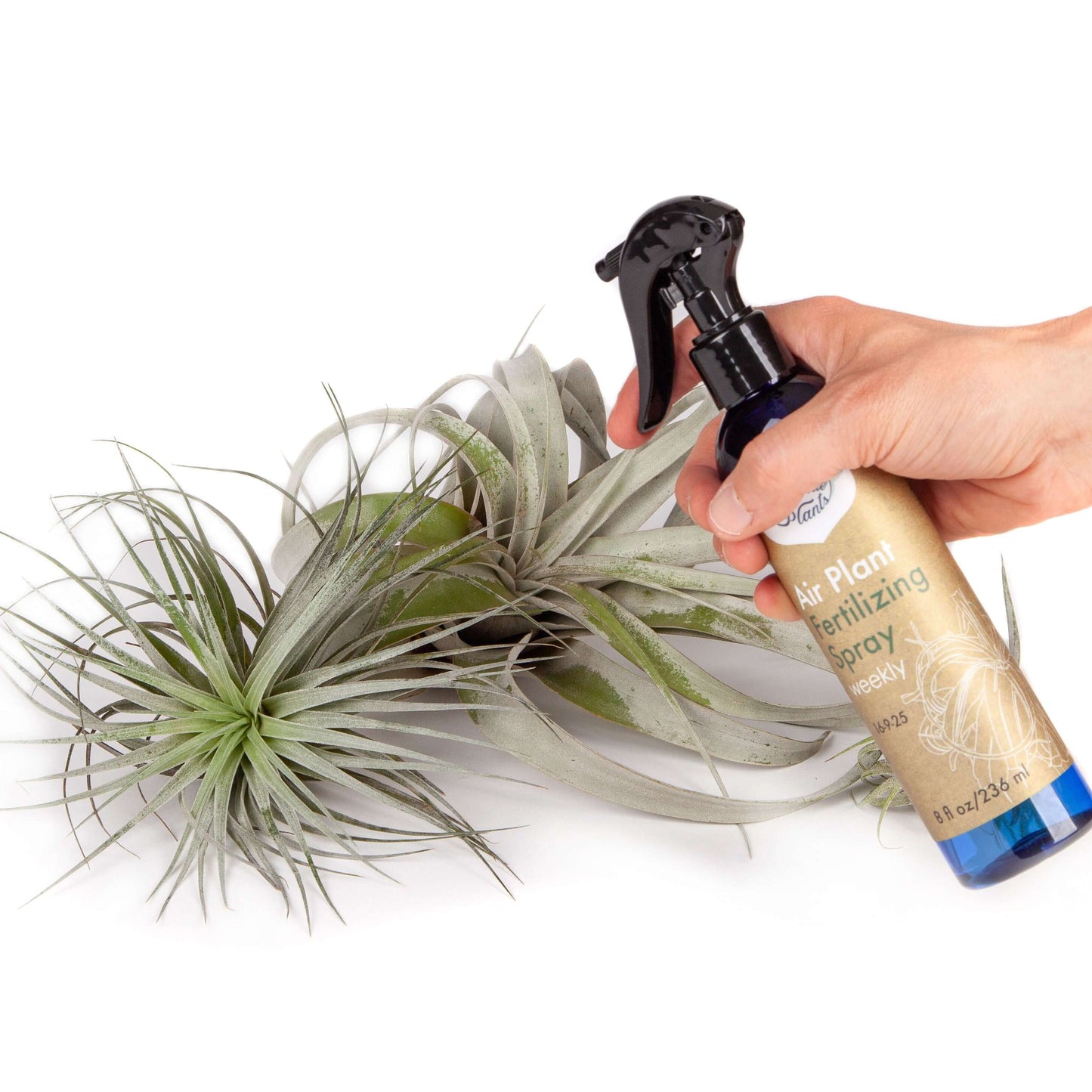 Air Plant Weekly Fertilizing Spray Concentrate