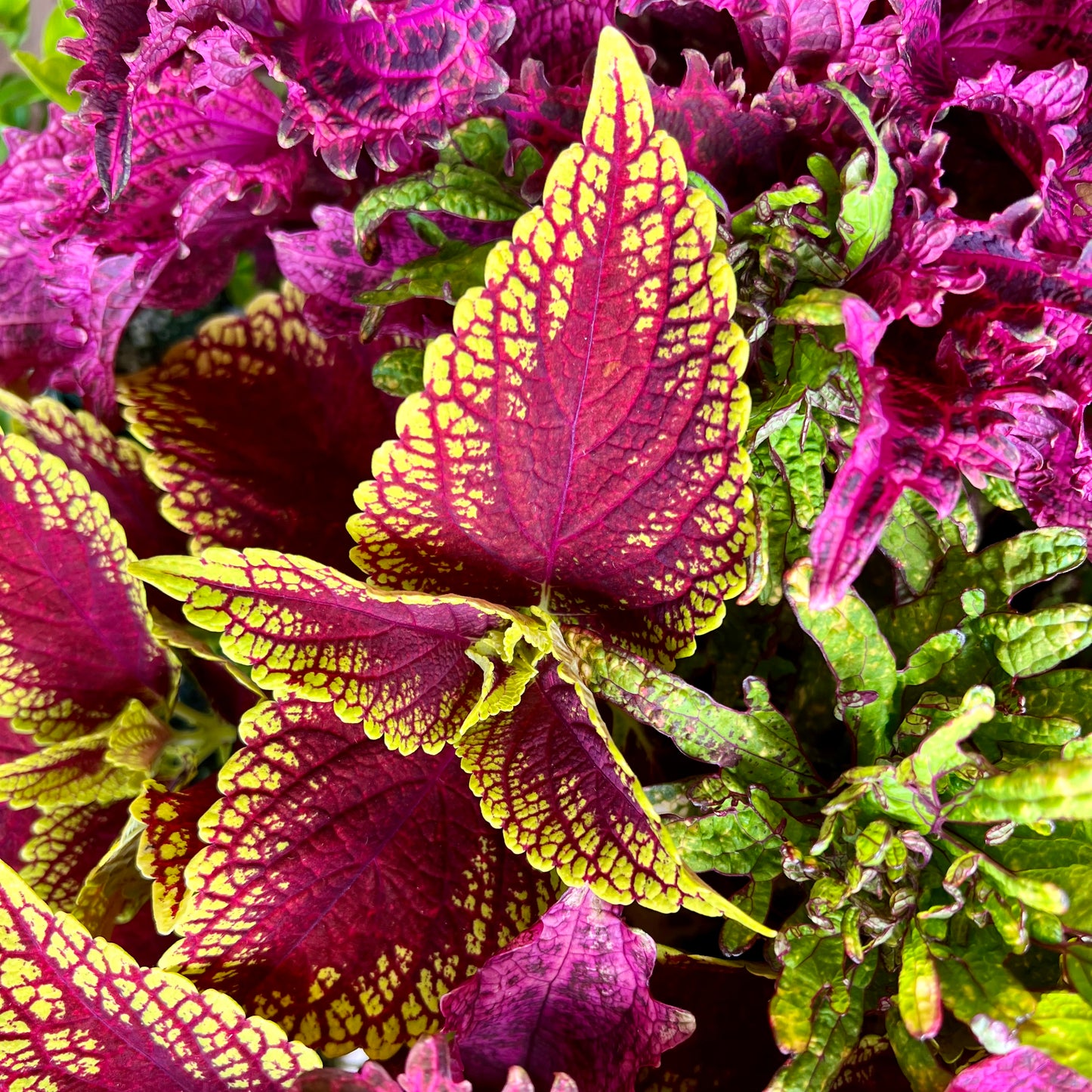 Coleus