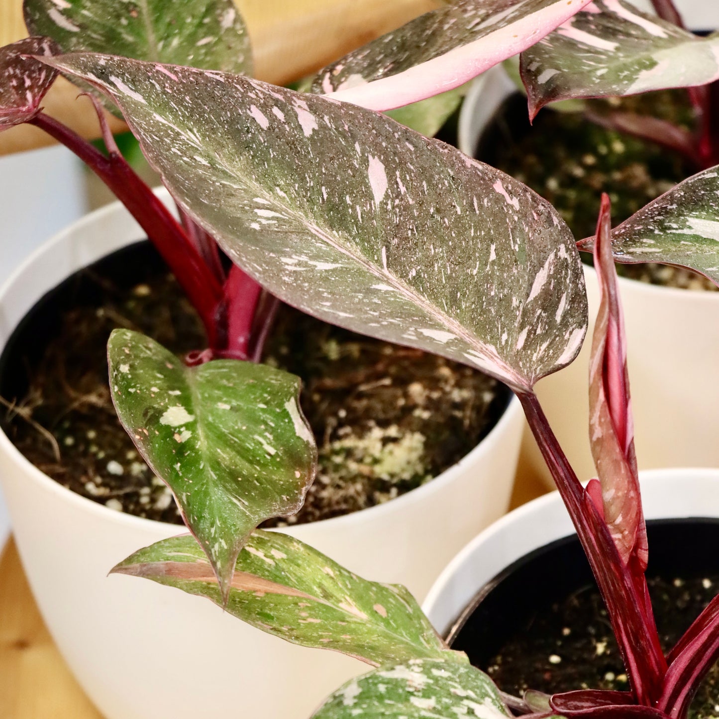 Philodendron erubescens, "Pink Princess Marble"