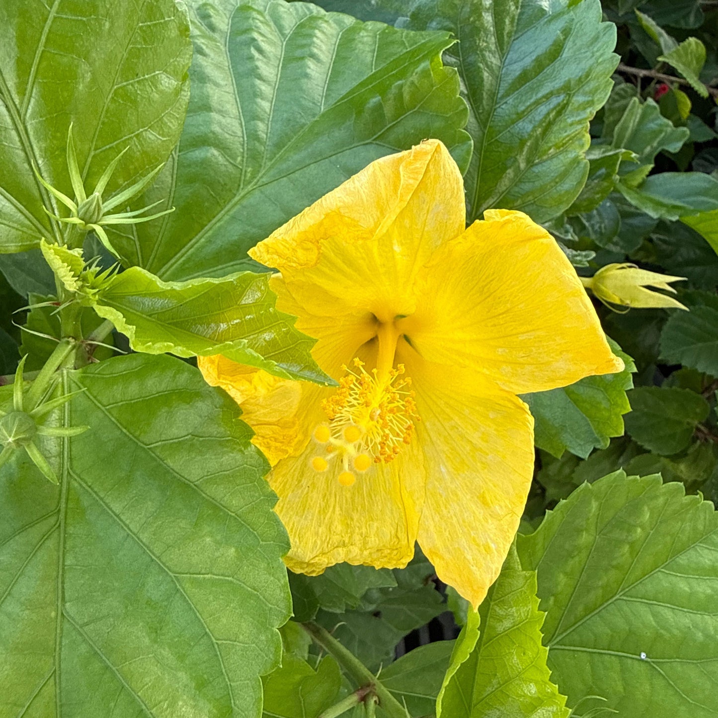 Hibiscus 'June Carol'