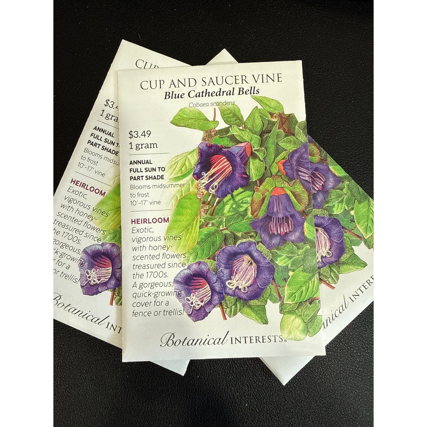 Cup Saucer Vine seeds, "Blue Cathedral Bells"