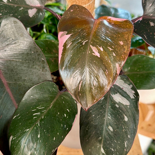 Philodendron Pink Princess with Moss Pole