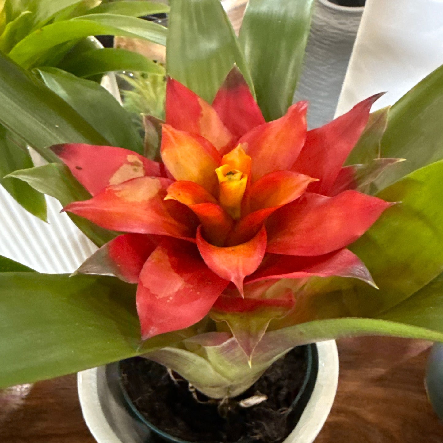 Guzmania