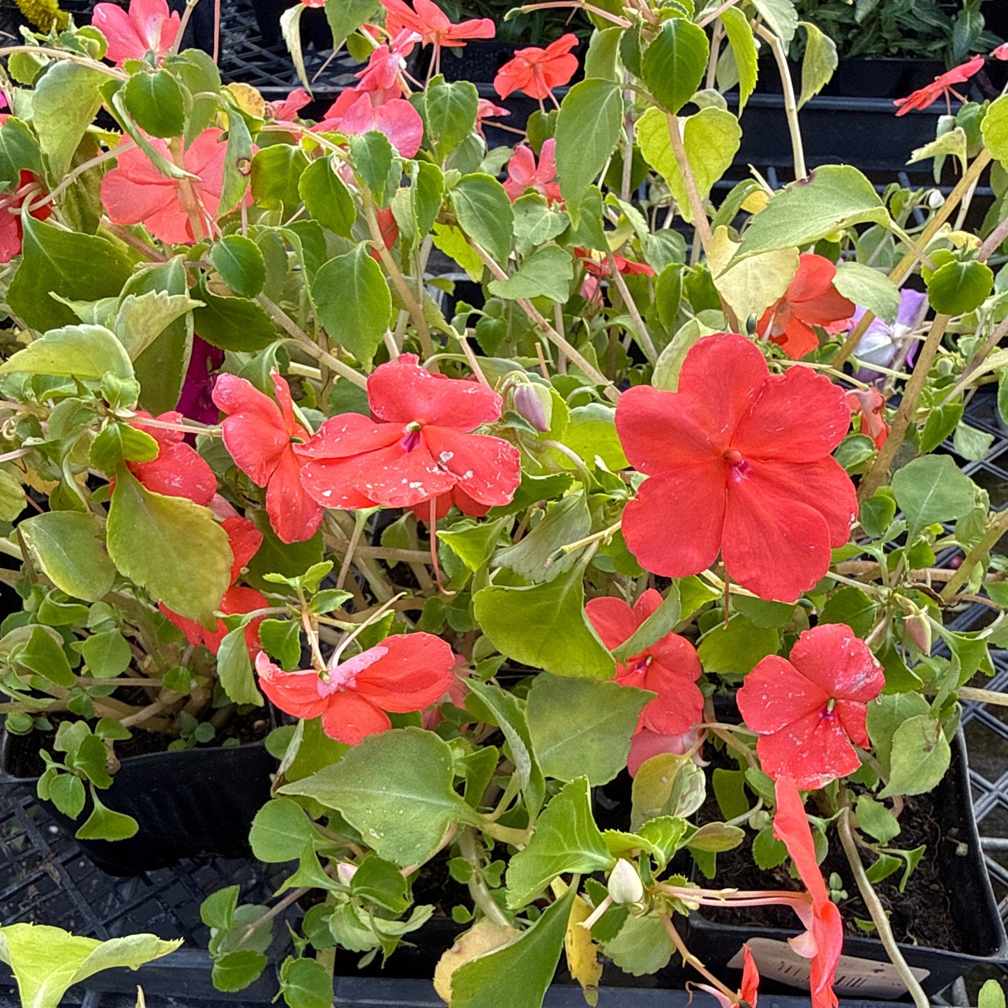 Impatiens walleriana