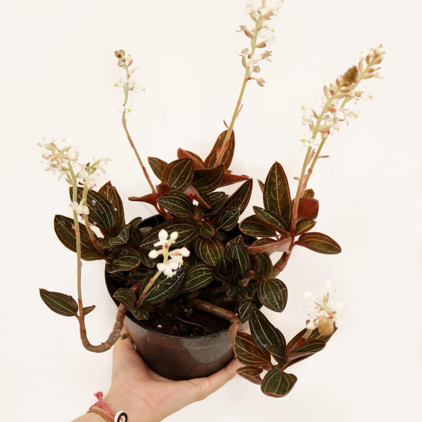 Ludisia discolor, "Jewel Orchid"