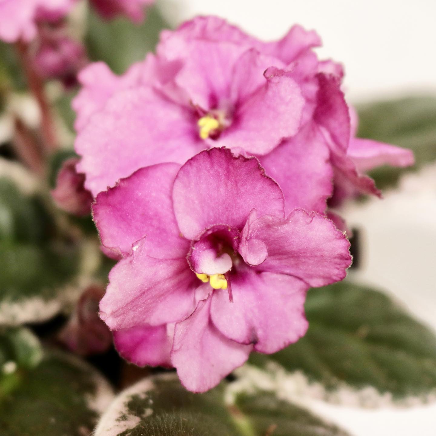 Saintpaulia ionantha, "African Violets"