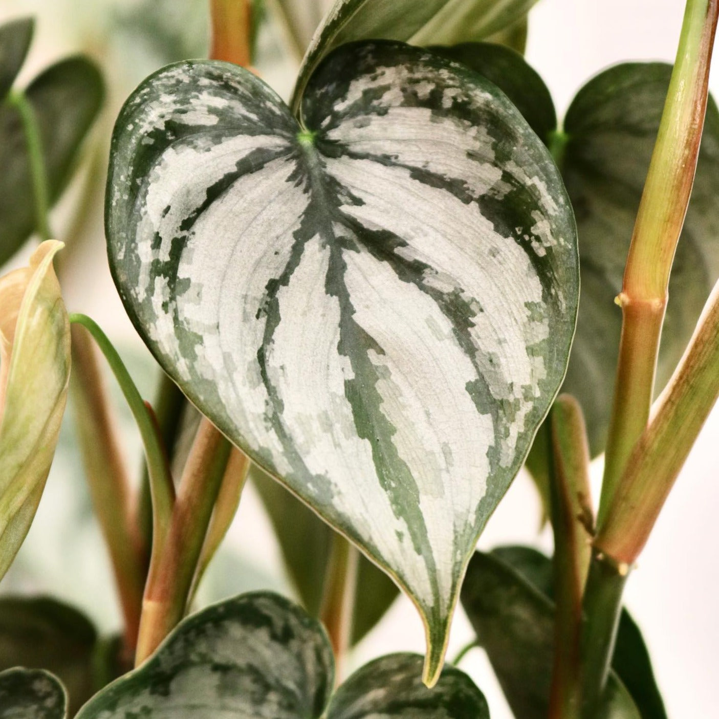 philodendron brandi brandtianum Philodendron brandtianum, "Brandi"