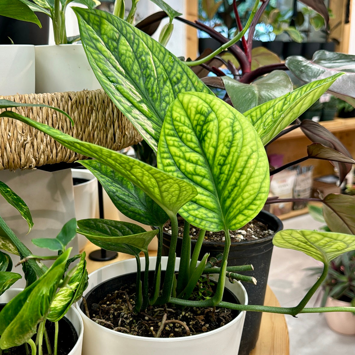 Monstera karstenianum 'Peru'