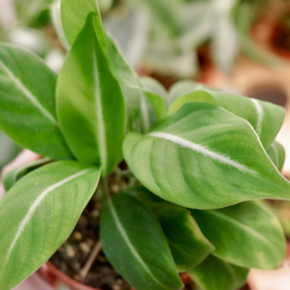 Spathiphyllum ʻSilver Streakʻ