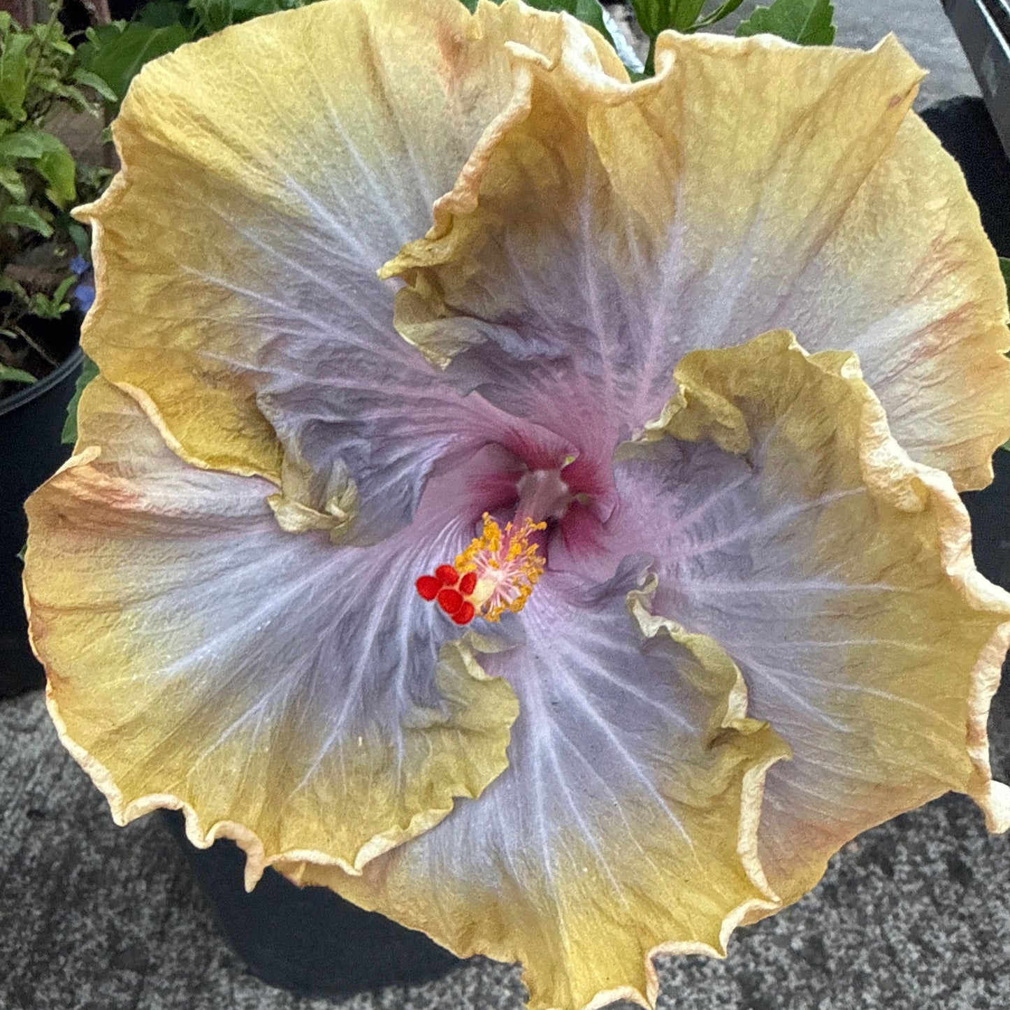 Hibiscus rosa sinensis, Creole Lady' (Cajun)