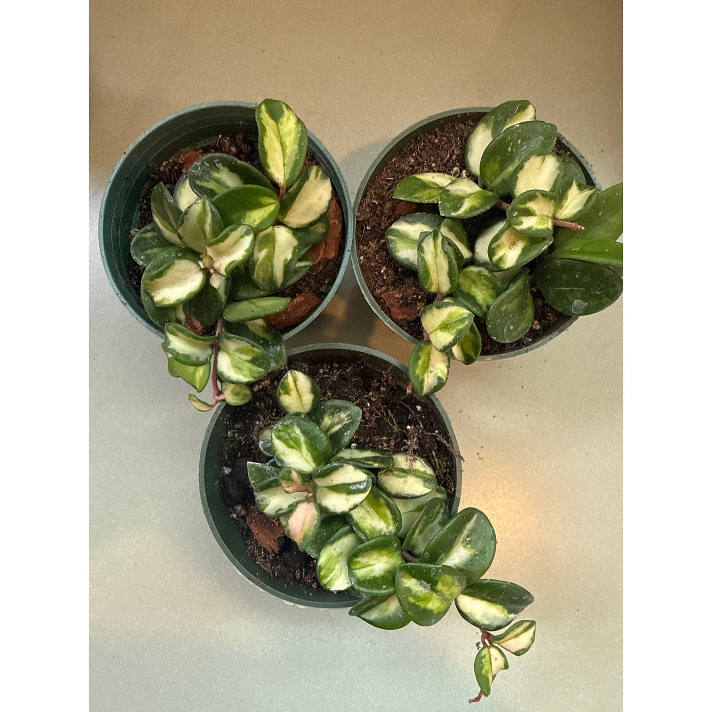 Hoya carnosa, "Mathilde"