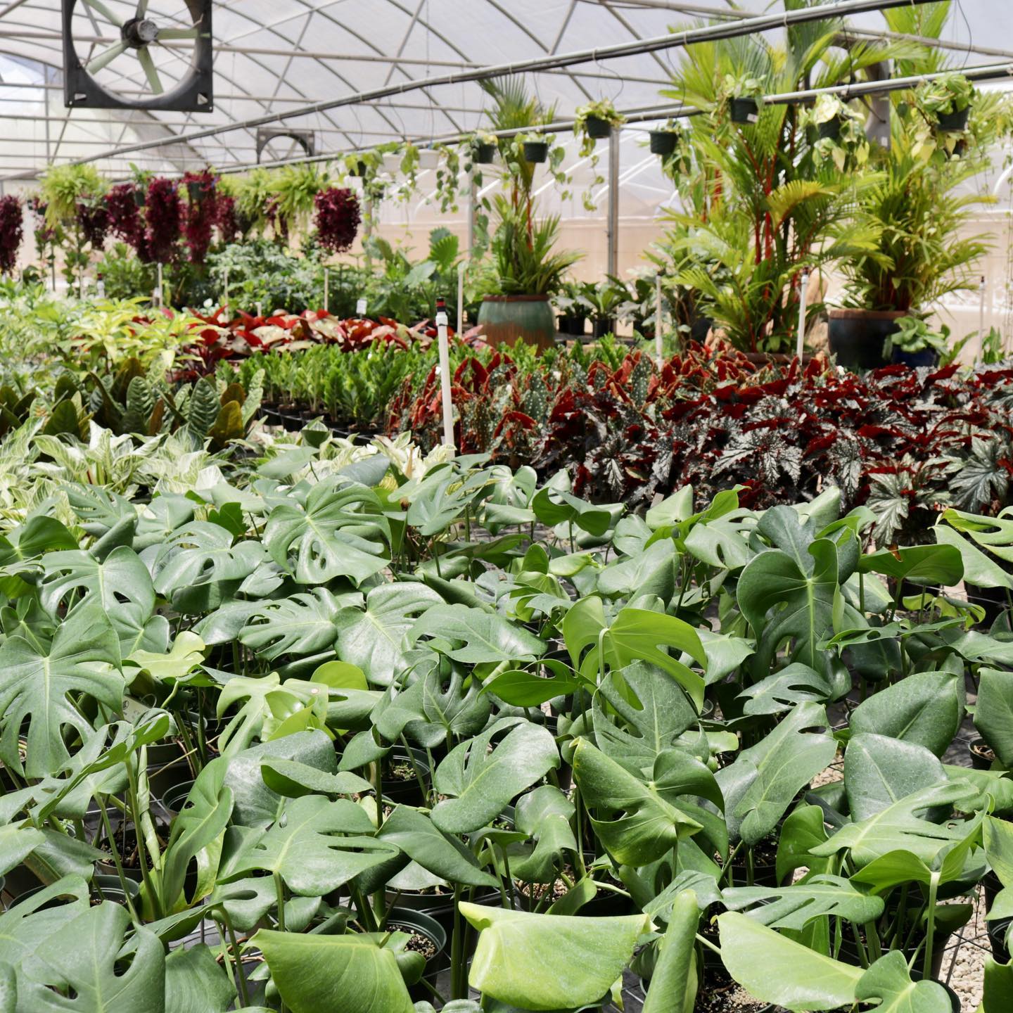 Houseplant Propagation Workshop