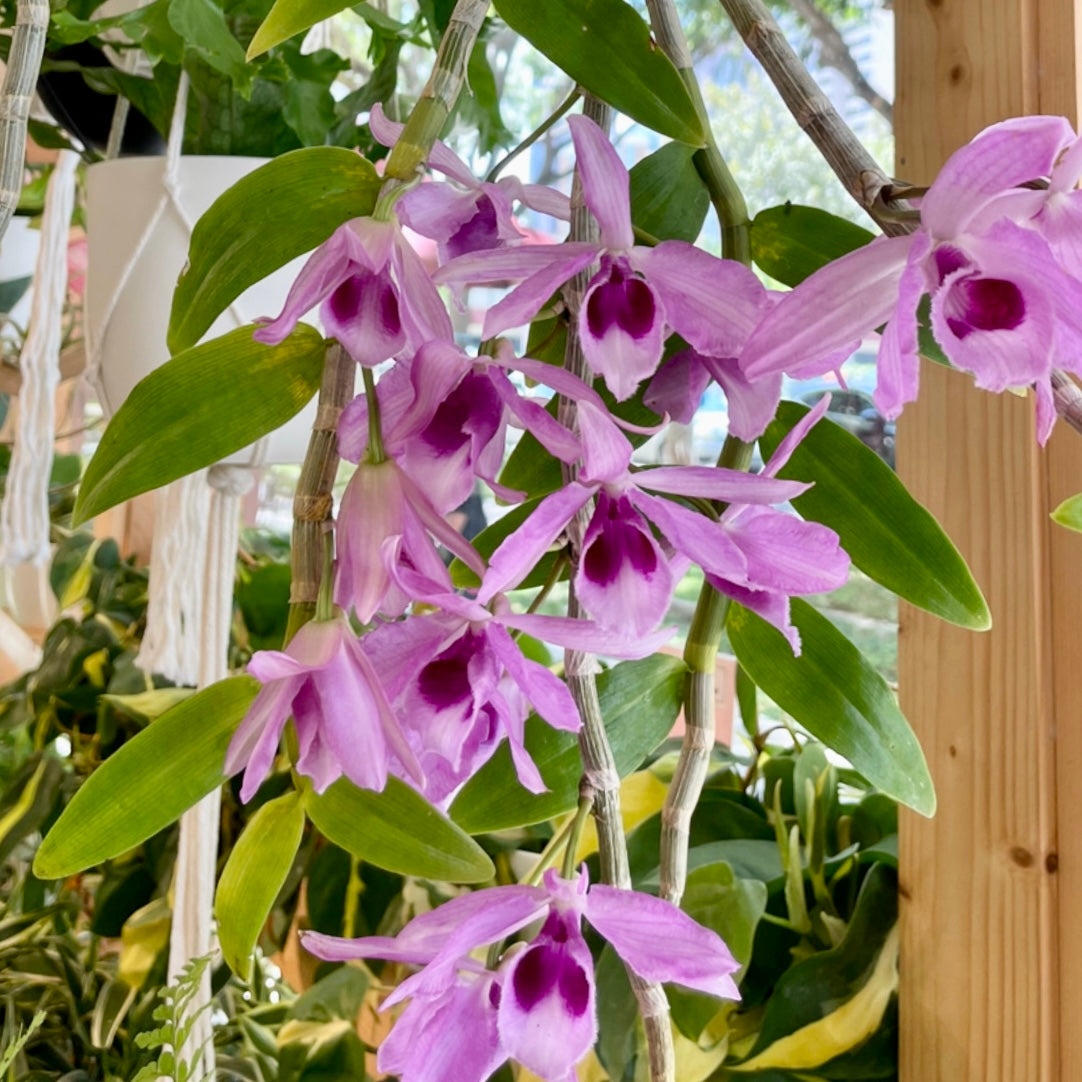 Dendrobium anosmum, "Honohono Orchid"