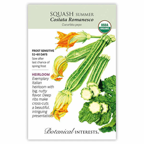 Squash Summer, "Costata"