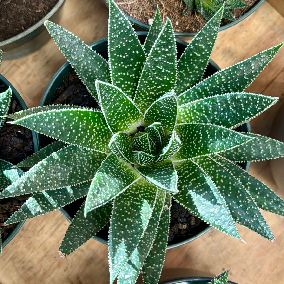 Aloe, "Lace"