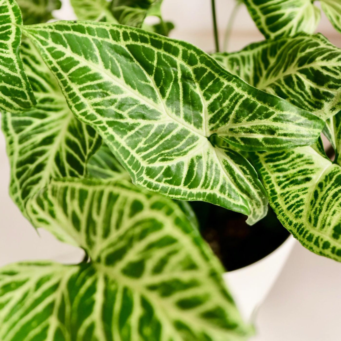 Syngonium Batik