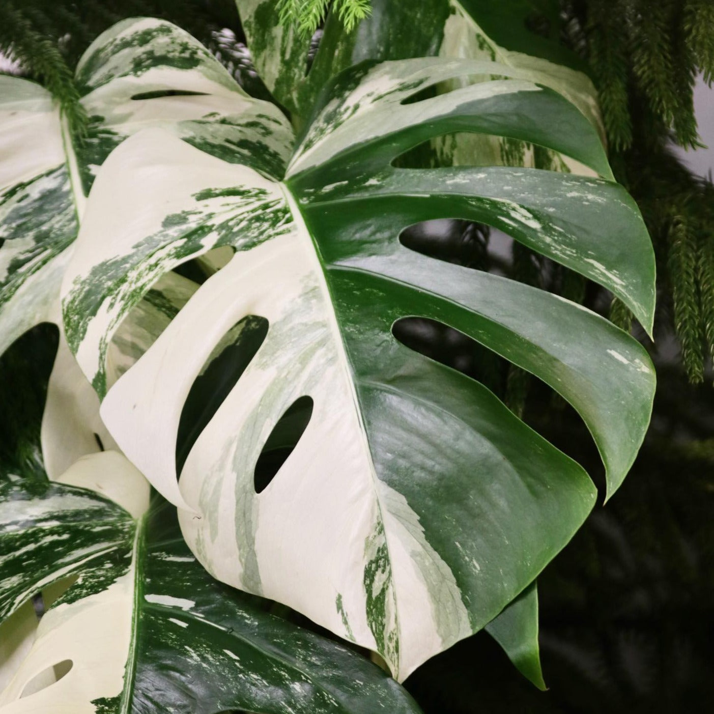 monstera deliciosa albo variegated Monstera deliciosa 'Albo Borsigiana'