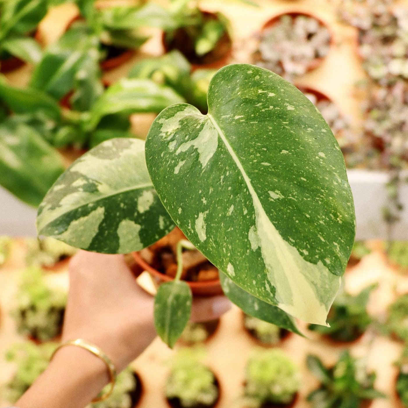 monstera deliciosa variegated thai constellation Monstera