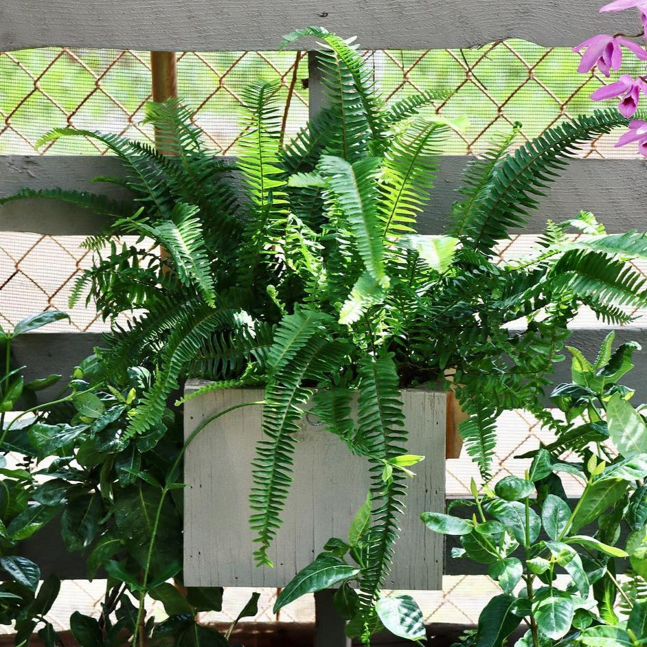 Nephrolepsis cordifolia, "Kupukupu Fern"