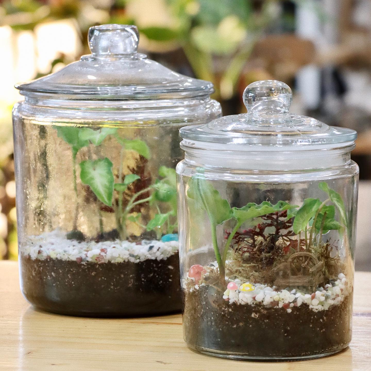 BYOT (Bring your own Terrarium) Workshop