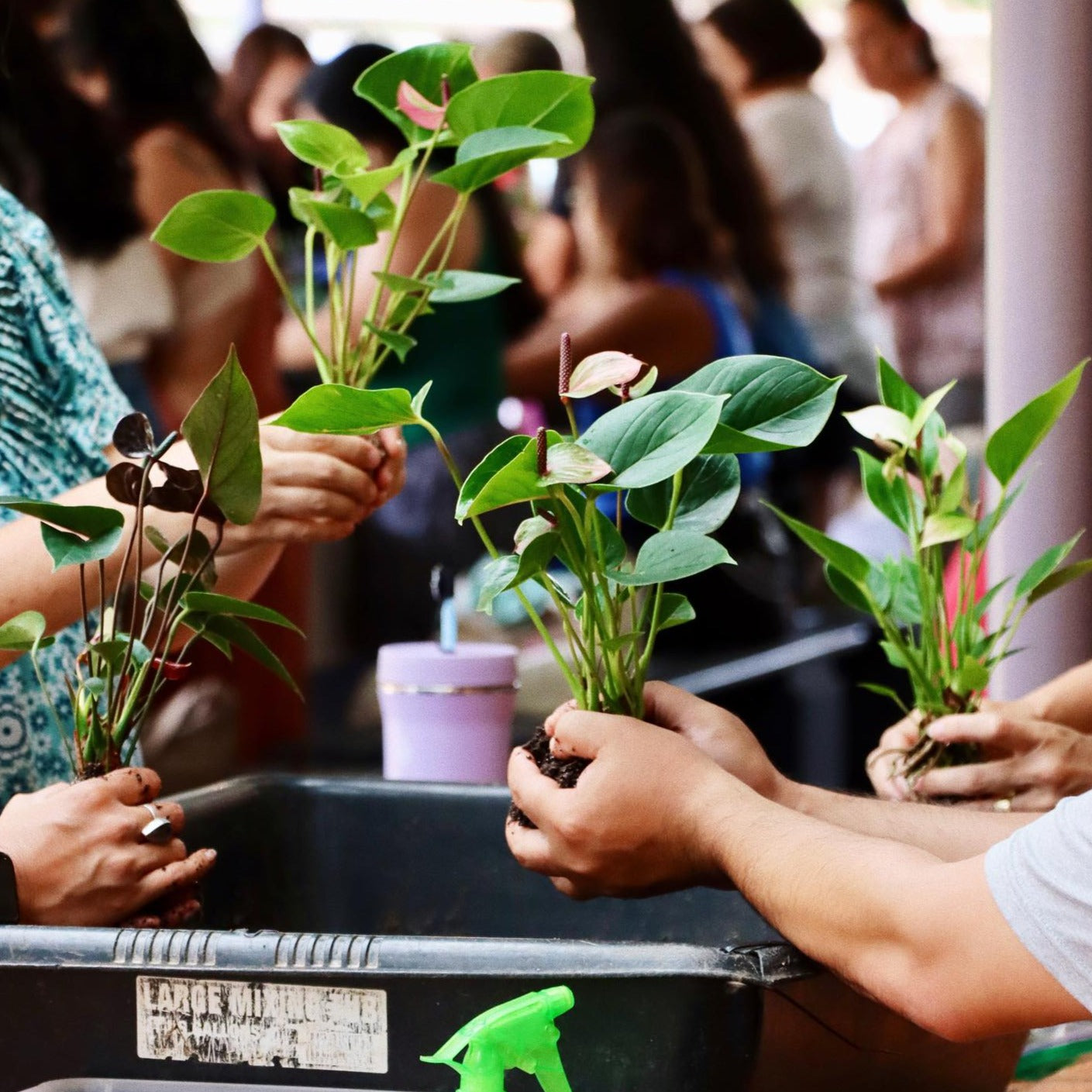 Kokedama Workshop
