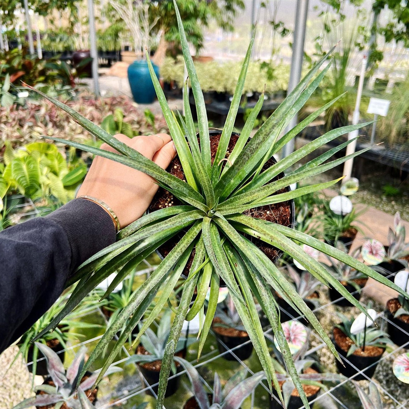 bad hair day succulent Mangave, "Bad Hair Day"