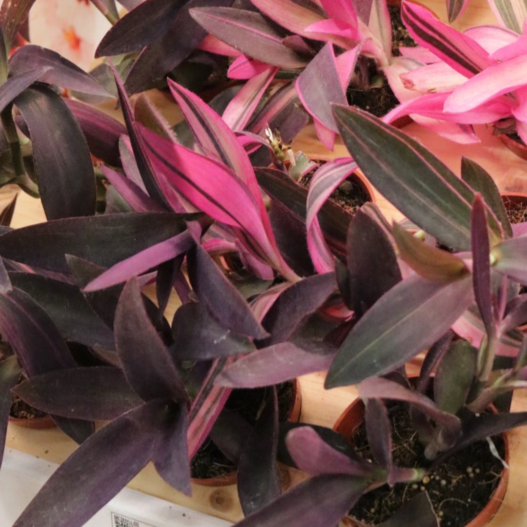 Tradescantia padilla, "Purple Heart"