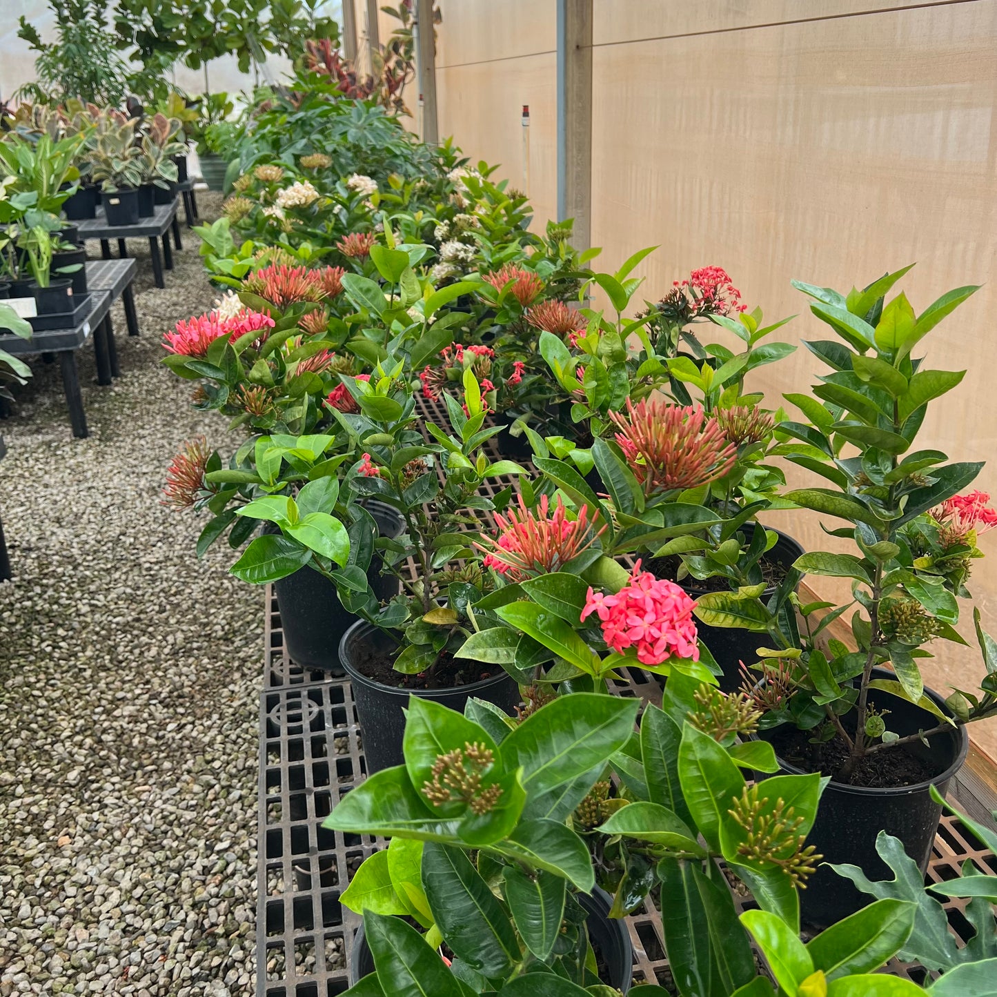 Ixora coccinea, Assorted