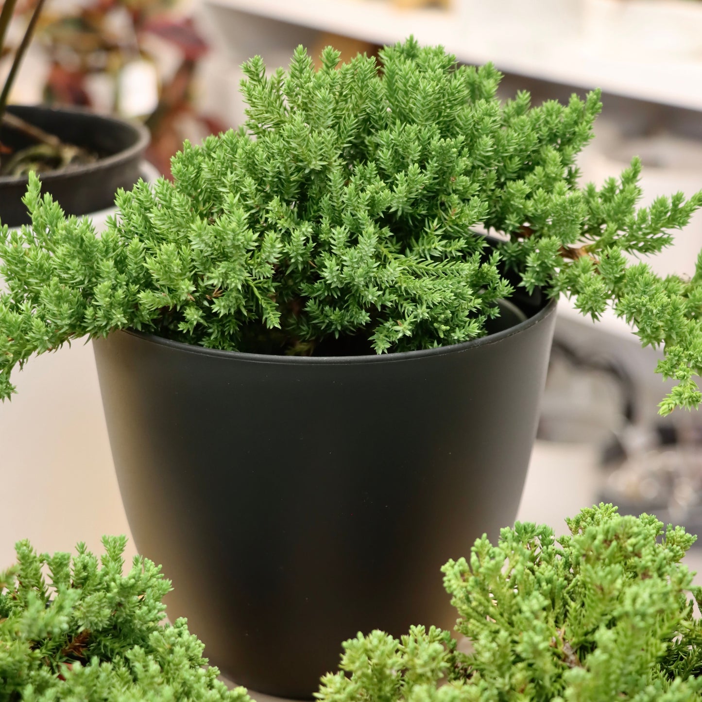 Juniperus procumbens, "Nana Juniper"